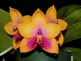 Phalaenopsis Sweet Shadow Phoenix Gold AM/AOS 82 pts.